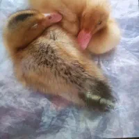 جوجه اردک بامزه