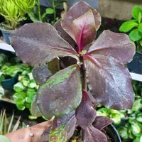 گل فردوس|گل و گیاه طبیعی|بیرجند, |دیوار