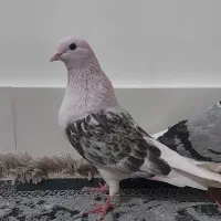 شازده|پرنده|کوهدشت, |دیوار