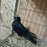 کبوتر سینه ای