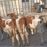 گوساله ماده و نر