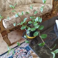 انواع گل آپارتمانی