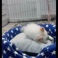 سگ پامرین سگ پامر|سگ|رباط‌کریم, نصیرشهر|دیوار