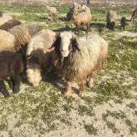 کونرمیشی|حیوانات مزرعه|گتوند, |دیوار