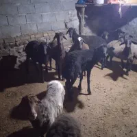 بره نژاد افشار فشندی جوان ماده