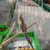 عروس هلندی ماده بالغ