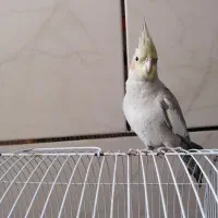 عروس هلندی آهویی|پرنده|مرودشت, ابوذر جنوبی|دیوار