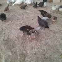 مرغ خروس قاز