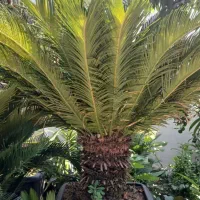 سیکاس