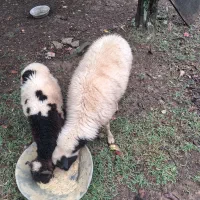 گوسفند ماده چاق وچله مناسب قصابی ۳۵ کیلویی