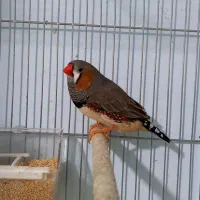 فنچ کینگ