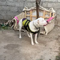 داگو آرژانتینو فروشی نیست