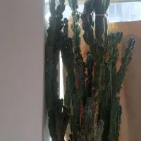 کاکتوس صخره ای|گل و گیاه طبیعی|مرند, |دیوار