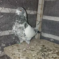 پرشی|پرنده|کمیجان, |دیوار