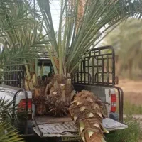 فروش نخل های بزرگ ثمری ومتوسط