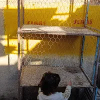 جفت کن بزرگ سه طبقه سنگین