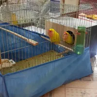 عروس هلندی سخنگو وعادی یک جفت طوطی برزیلی|پرنده|آبیک, |دیوار