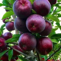 تولید انواع نهال میوه و صنوبر نهالستان سهند|خدمات باغبانی و درختکاری|قم, آزادگان|دیوار