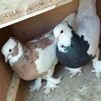 کبوتر جفت طوقی ماده گلی پلاکی|پرنده|شیراز, دشت چنار|دیوار