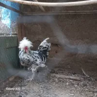 گوشت دارهستند|حیوانات مزرعه|قم, پامنار|دیوار