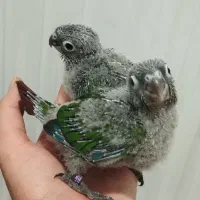 جوجه گرینچیک|پرنده|تنکابن, |دیوار