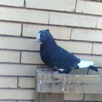 پلنگ نر|پرنده|رفسنجان, |دیوار