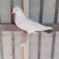 تعدادی کفتر ماده خوشگل|پرنده|کرمان, |دیوار