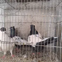 کفتر کبوتر|پرنده|مشهد, شهید علی محمدی|دیوار