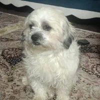 سگ شیتزو|سگ|اصفهان, ولدان|دیوار