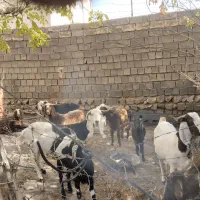 فروش بز بزغاله|حیوانات مزرعه|سیوان, |دیوار