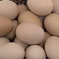 مرغ شاخدار