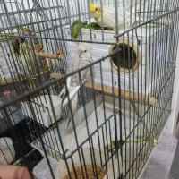 عروس هلندی جفت بادوتاجوجه