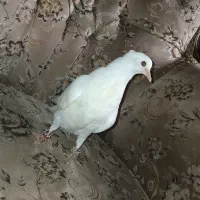 کفتر رایگان