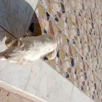 فروش پاپی پامر اشپیتز|سگ|اصفهان, خوراسگان|دیوار