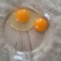 پخش تخم مرغ روز و تازه