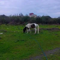 مادیان ابلغ|اسب و تجهیزات اسبسواری|بندر انزلی, نیمه شعبان|دیوار