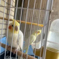 عروس مولد
