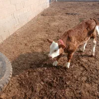 گوساله نر وماده|حیوانات مزرعه|نوشین شهر, |دیوار