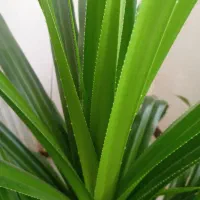 گل پاندانوس تیغ دار برگ خنجری آپارتمانی همیشه سبز