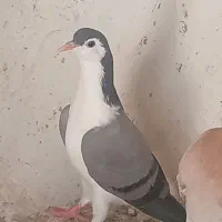 کفتر|پرنده|شیروان (خراسان), |دیوار