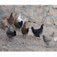 تعداد مرغ محلی اصلی درجه ۱