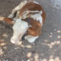 گوساله برای فروش