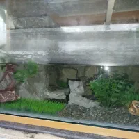 آکواریوم|لوازم جانبی حیوانات|بوکان, |دیوار