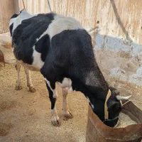 گاو هلشتاین آبستن|حیوانات مزرعه|سرپل ذهاب, |دیوار