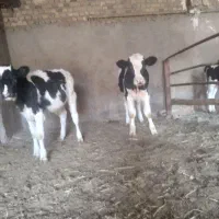 س تا جوانه دوتا ۵ وچهار ماهه یکی ۳ ماه کمتر|حیوانات مزرعه|اسحاق آباد, |دیوار