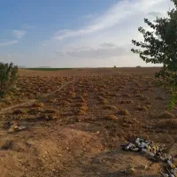 کاه لوبیا چیتی