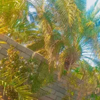 سلام‌کار کشاورزی و درخت گرازی درخت بندی انجام میشه