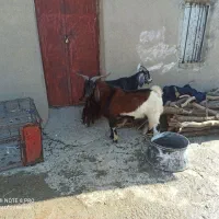 دوعددنربزجوان|حیوانات مزرعه|پلدختر, |دیوار