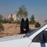 ژرمن بلک نرو ماده