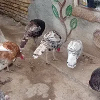 بوقلمون|حیوانات مزرعه|آبش احمد, |دیوار